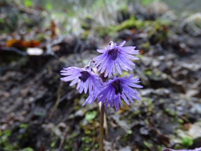 dsc04502-karpaten-trodelblume.jpg