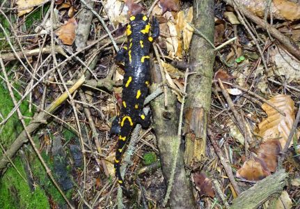 dsc04527-feuersalamander.jpg