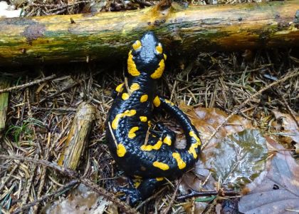 dsc04546-feuersalamander.jpg