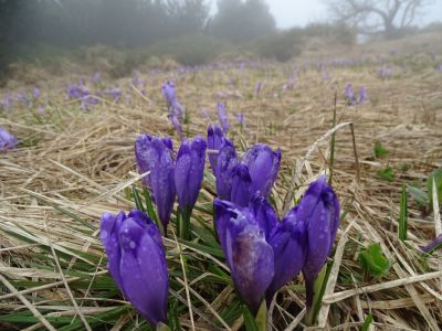 dsc04854-krokus.jpg