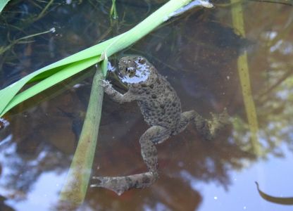 dsc05211-gelbbauchunke.jpg