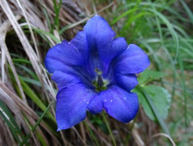 dsc05280-echter-enzian-gentiana-clusii.jpg