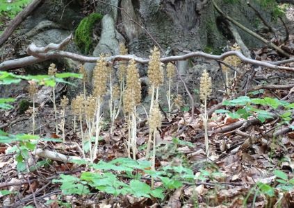 dsc05696-vogelnestwurz.jpg