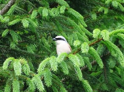 dsc05711-neuntter.jpg