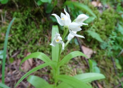 dsc05712-schwertblttriges-waldvglein.jpg