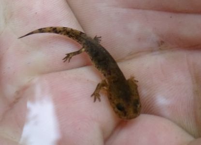 dsc05744-feuersalamander-larve.jpg
