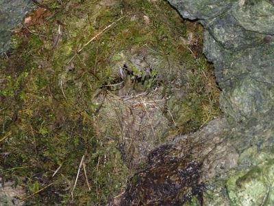 dsc05768-wasseramsel-nest.jpg