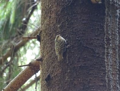 dsc05814-waldbaumlufer.jpg