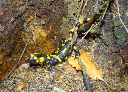 dsc05826-feuersalamander.jpg