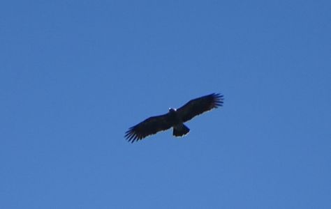 dsc05906-schreiadler.jpg