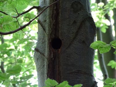 dsc06207-bruthhle-vom-weirckenspecht.jpg