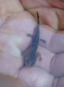dsc06210-feuersalamander-larve.jpg