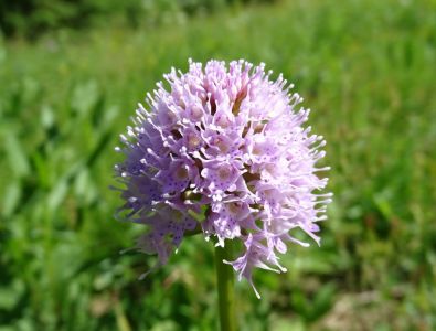 dsc06218-kugelorchis-traunsteinera-globosa.jpg