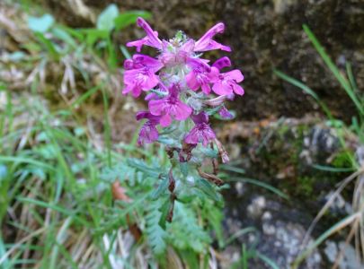 dsc06238-quirlblttriges-lusekraut.jpg