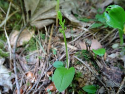 dsc06252-einblttrige-weichorchis.jpg