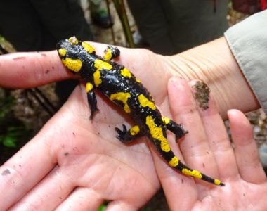 dsc06498-feuersalamander.jpg