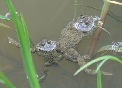 dsc06530-gelbbauchunke.jpg