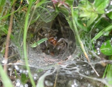 dsc06557-trichterspinne.jpg