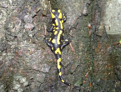 dsc06561-feuersalamander.jpg