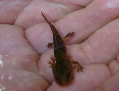 dsc06571-feuersalamander-larve.jpg