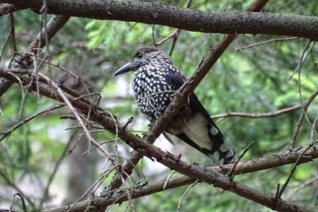 dsc06630-tanenhher.jpg