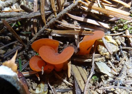 dsc06631-orange-gallerttrichter.jpg