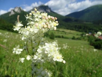 dsc06633-kleines-mdesss.jpg