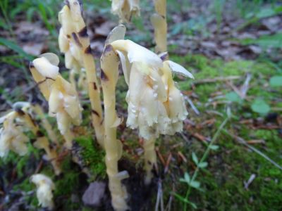 dsc07413-buchen-spargel.jpg