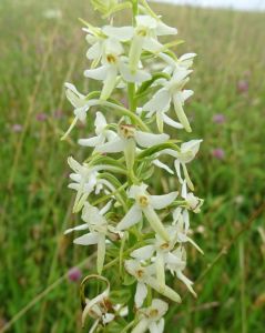 dsc07431-zweiblttrige-waldhyazinthe.jpg