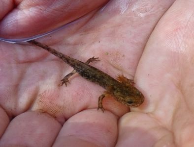 dsc07459-feuersalamander-larve.jpg