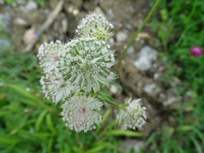 dsc07461-groe-sterndolde.jpg