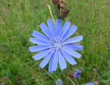 dsc08166-wegwarte.jpg