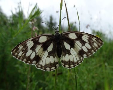 dsc08175-schachbrettfalter.jpg