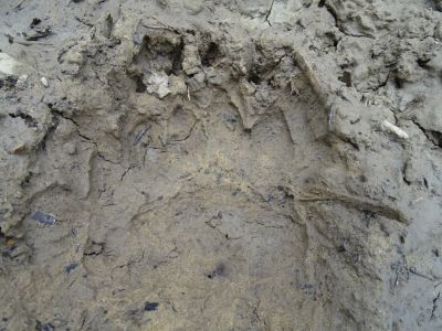dsc08184-brenspur.jpg