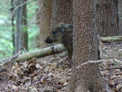 dsc08190-wildschwein-ferkel.jpg