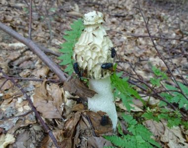 dsc08191-stinkmorchel.jpg