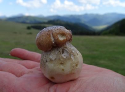 dsc08212-steinpilz.jpg