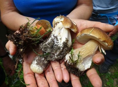 dsc08299-pilz-beute.jpg