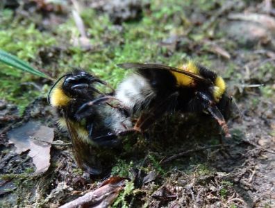 DSC08765-Hummel-bei-der-Paarung.JPG