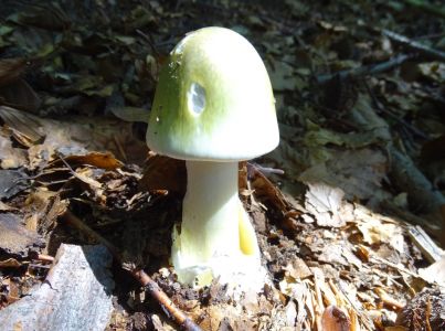 DSC08772-Grüner-Knollenblätterpilz.JPG