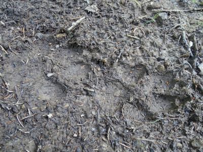 DSC08816-Wolfspur.JPG