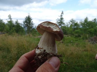 DSC08823-Steinpilz.JPG