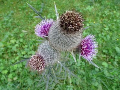 DSC08834-Wollige-Distel.JPG