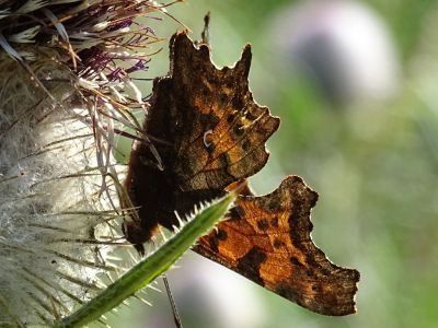 DSC08851-C-Falter.JPG