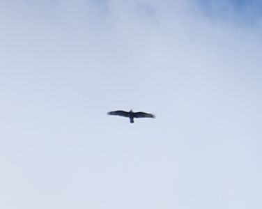 DSC08903-Steinadler.JPG