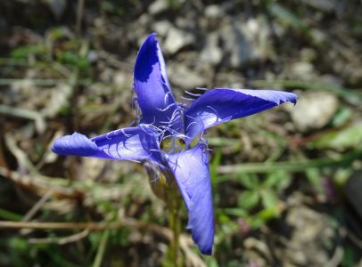 DSC08914-Fransen-Enzian.JPG