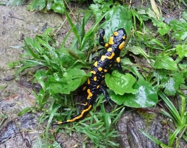 DSC09088-Feuersalamander.JPG