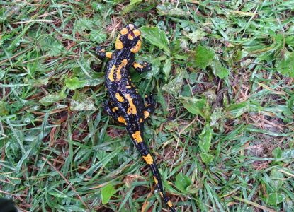 DSC09100-Feuersalamander.JPG