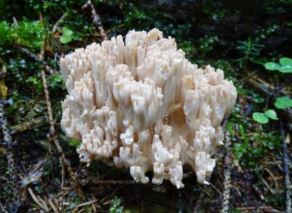 DSC09131-Bauchweh-Koralle.JPG