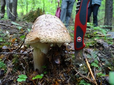 DSC09151-Perlpilz.JPG
